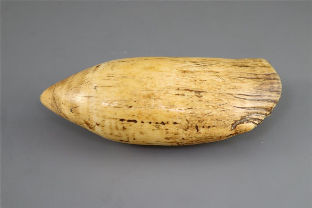 A 19th century South Seas sperm whale tooth tabua, 19th century, 18.5cm long, complete with CITES Cert. No. 594935/01